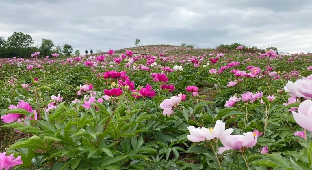 微信圖片_20221024140248.jpg 微信圖片_20221024140248.jpg